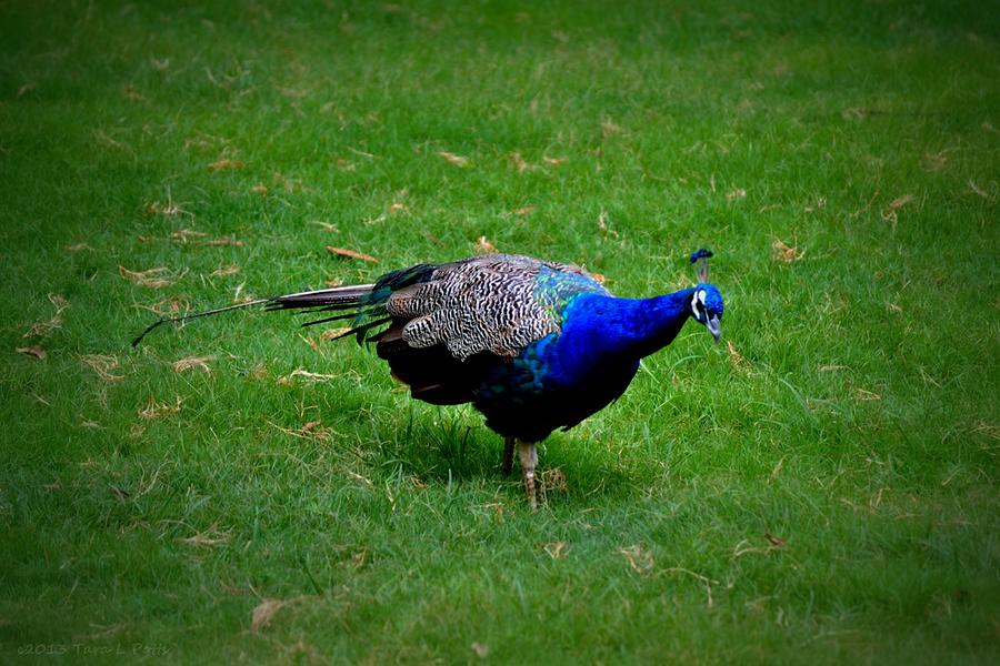Blue Peacock Photograph by Tara Potts