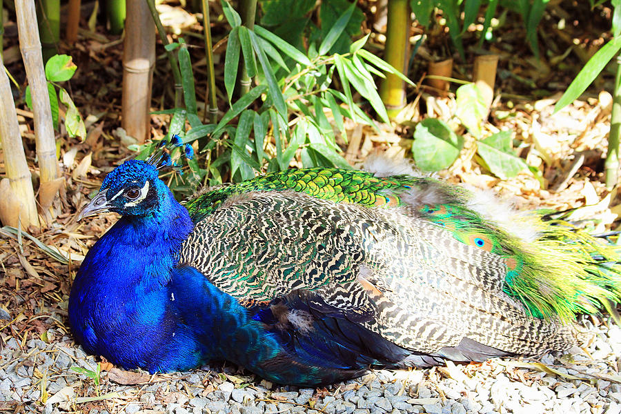 Blue Peacock Photograph by Trina  Ansel