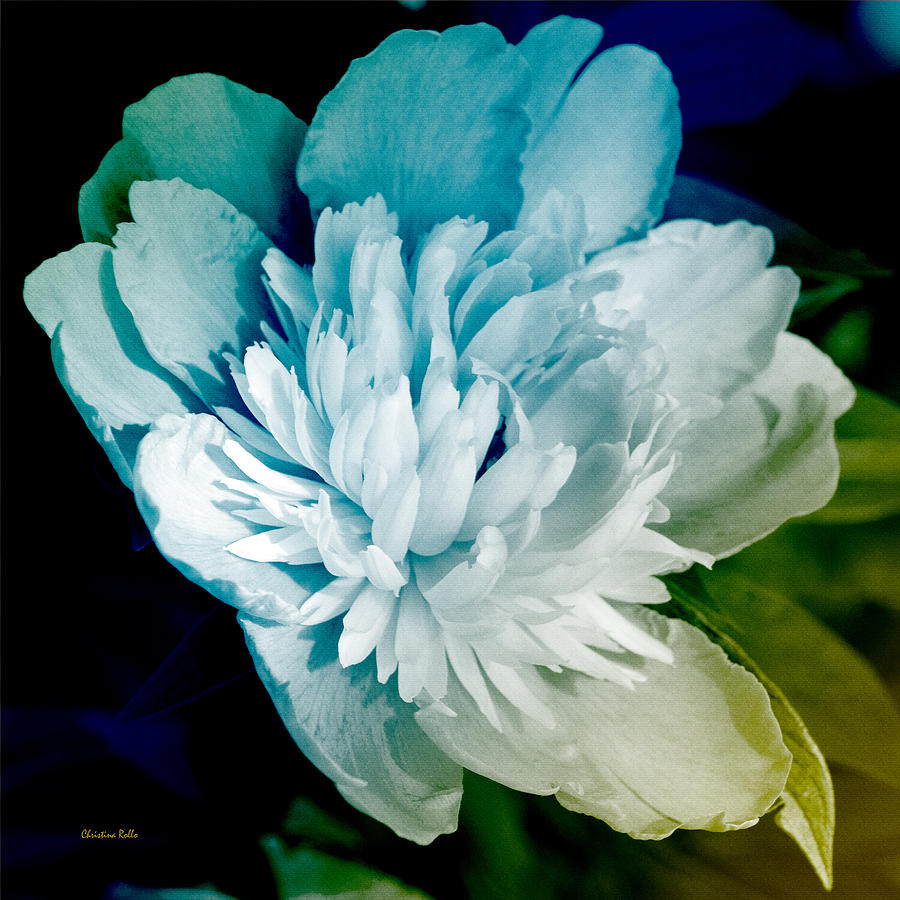 Blue Peony Flower Art Mixed Media by Christina Rollo