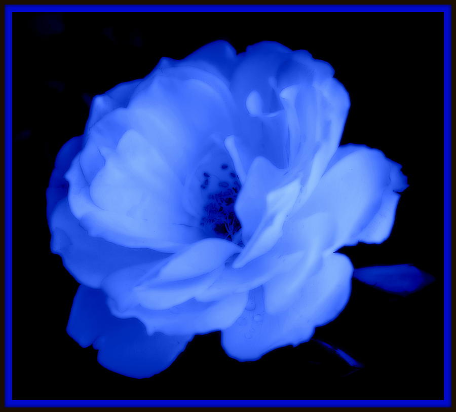 Rose Photograph - Blue Perfection by Kathy Sampson