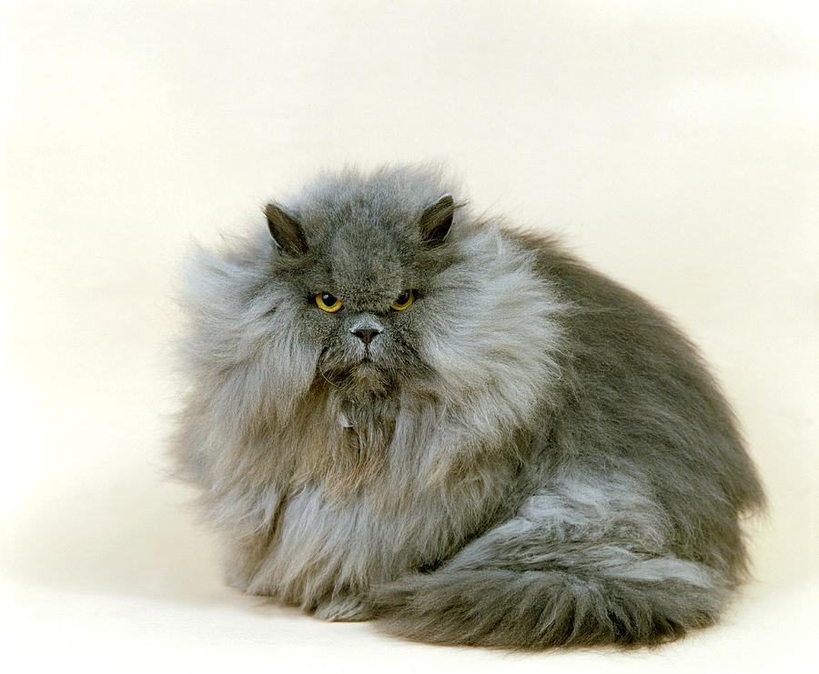 Blue Persian Domestic Cat Photograph by Gerard Lacz