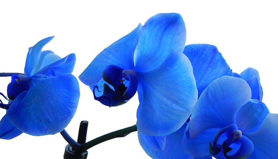 Blue Phalaenopsis Orchid Photograph by Bill Swartwout