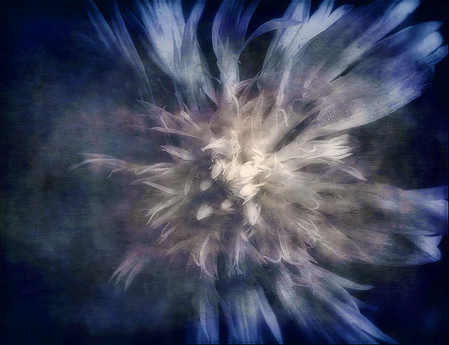 Blue Pincushion Flower Abstract No 1 Photograph by Louise Kumpf