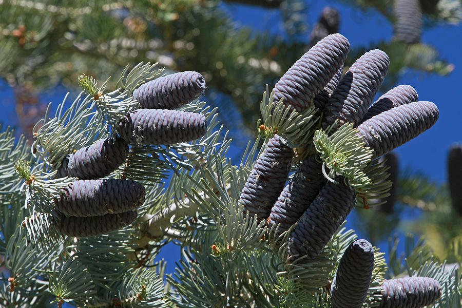 Blue Pine Cones Photograph by Donna Kennedy