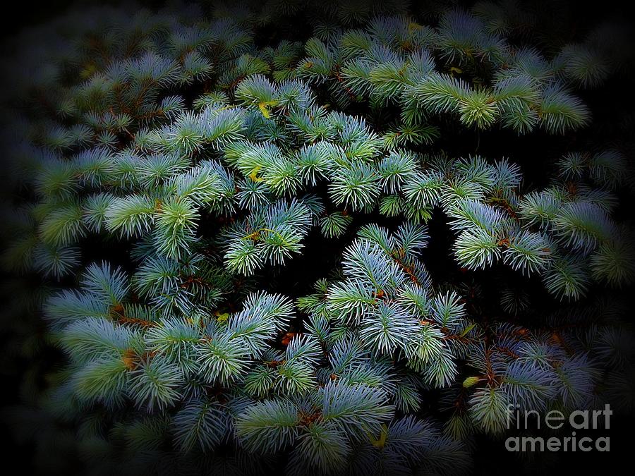 Blue Pine Photograph by Miriam Danar