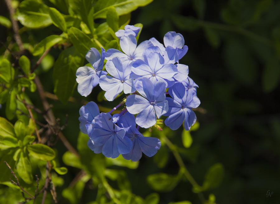 Blue Plumbago01 Photograph by Lee Newell