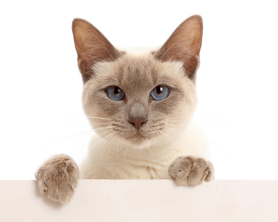 Blue-point Birman-cross Cat With Paws Photograph by Mark Taylor