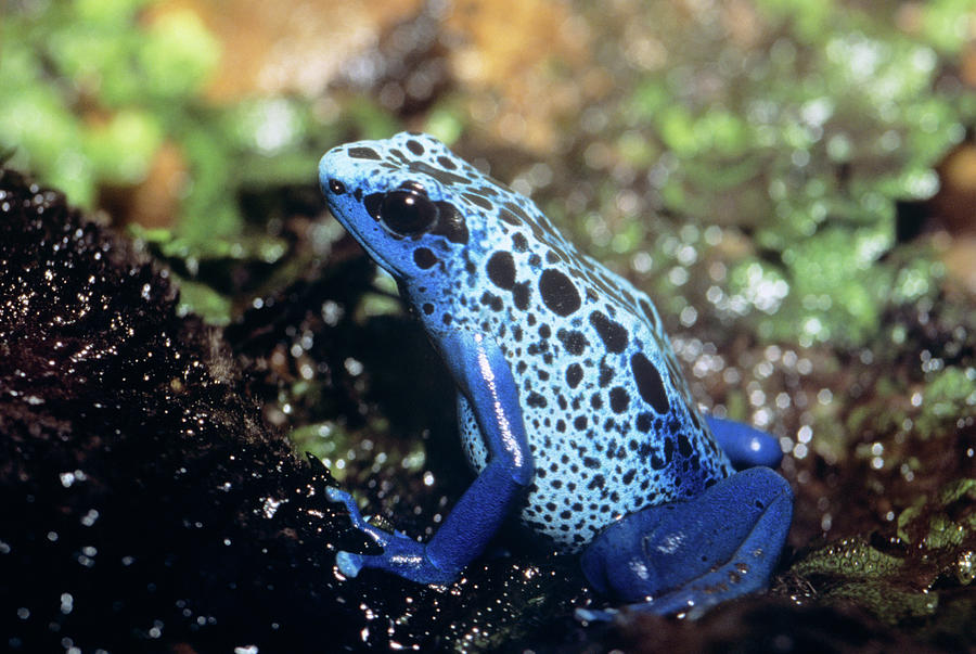 Amphibians Photograph - Blue Poison Arrow Frog Dendrobates by Animal Images