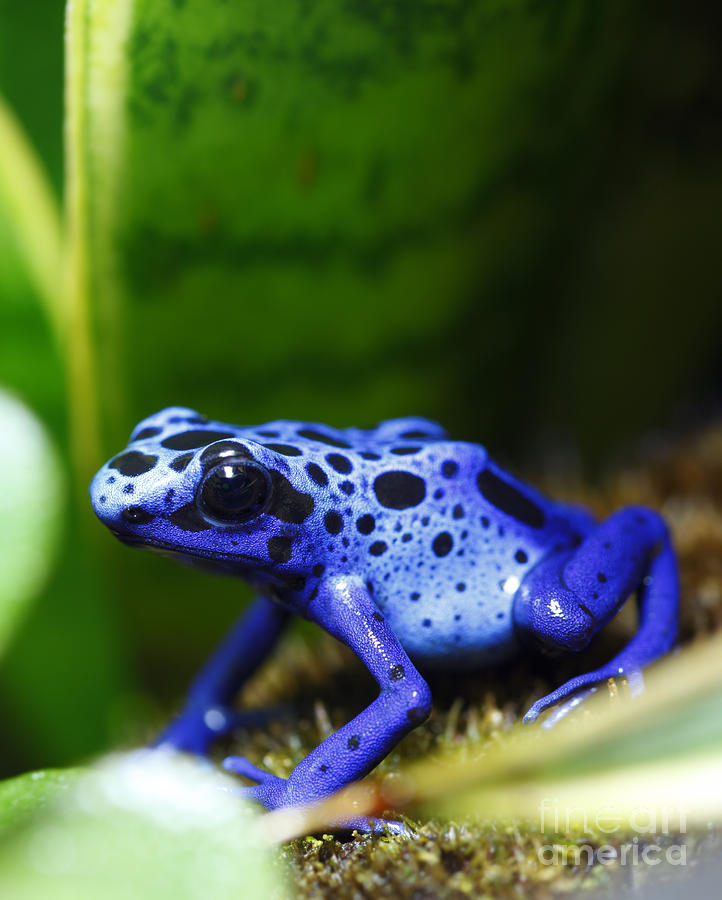 Blue Poison Dart Frog Photograph by Brandon Alms - Fine Art America