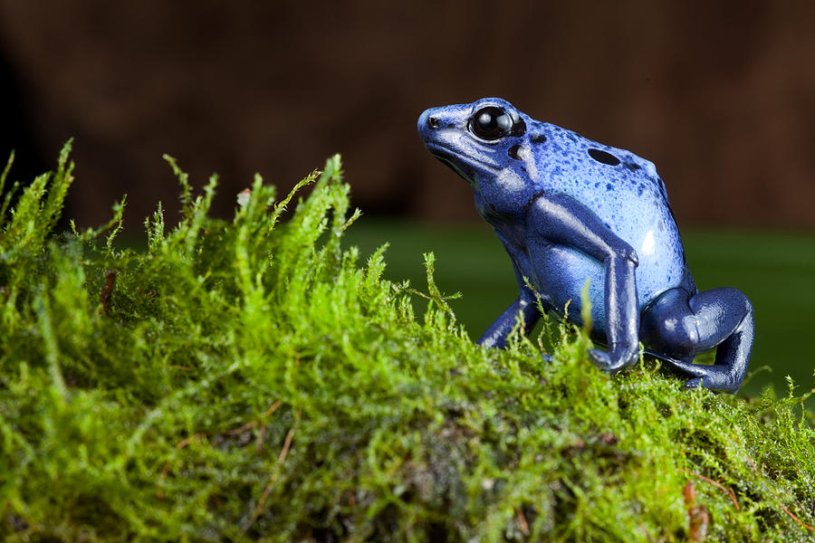 Jungle Photograph - Blue Poison Dart Frog by Dirk Ercken