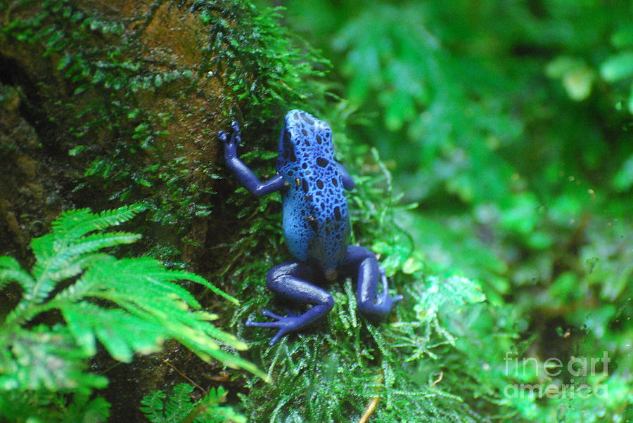 Blue Poison Dart Frog Photograph by DejaVu Designs