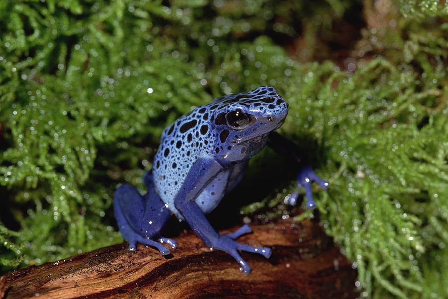 Blue Poison Dart Frog Photograph by Gerry Ellis