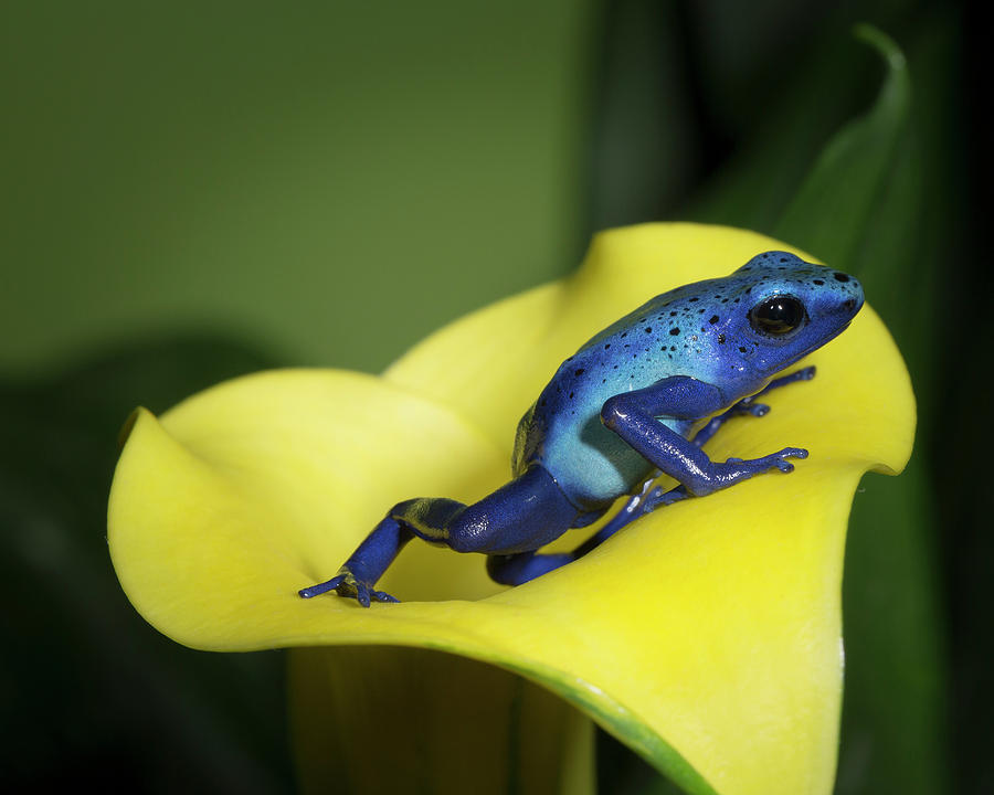 Blue Poison Dart Frog Photograph by Maresa Pryor - Fine Art America