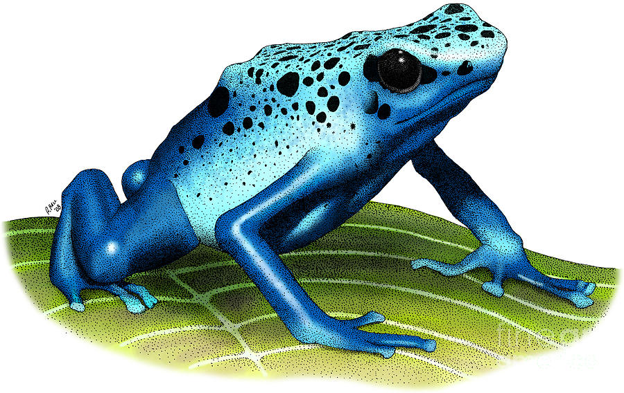 Blue Poison Dart Frog Photograph by Roger Hall