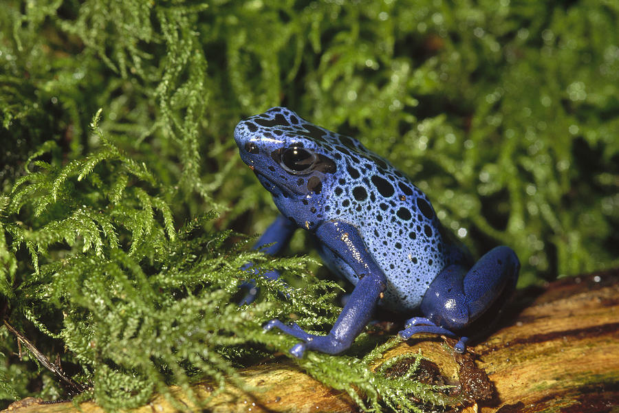 Blue Poison Dart Frog Surinam Photograph by Gerry Ellis