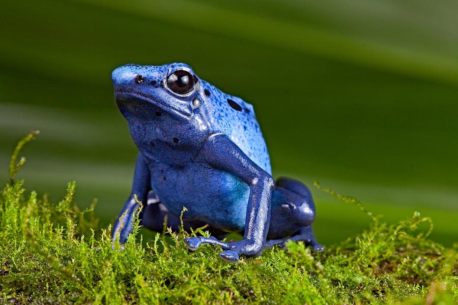 Jungle Photograph - Blue poison frog by Dirk Ercken