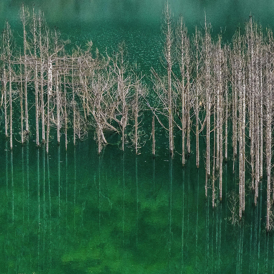 Tree Photograph - Blue Pond by Eunice Kim