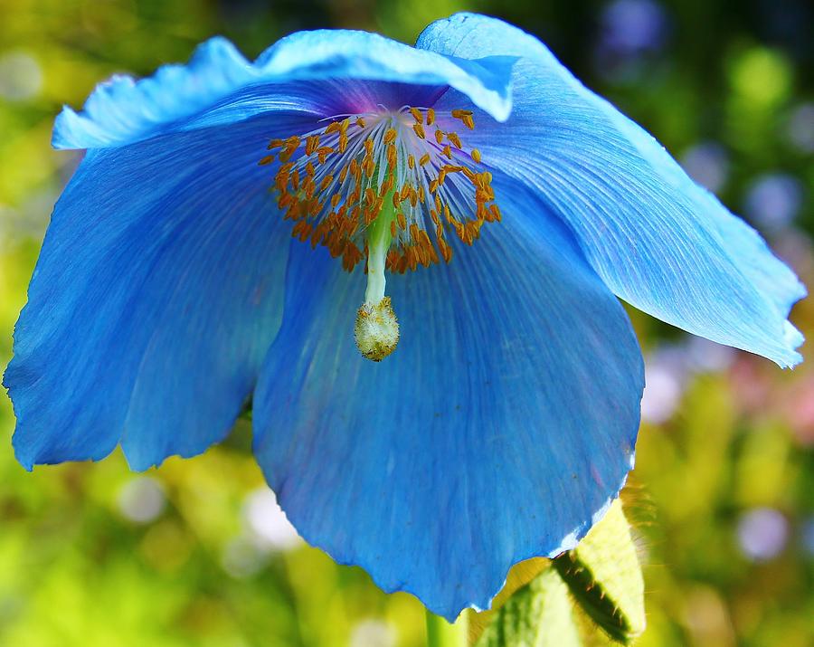 Blue Poppy 1 Photograph by Mo Barton
