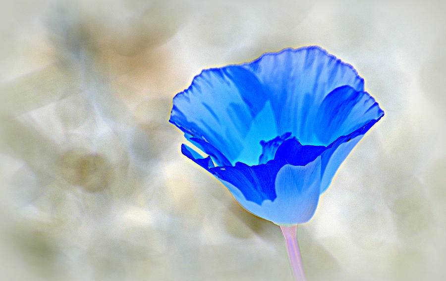 Blue Poppy Photograph by AJ  Schibig