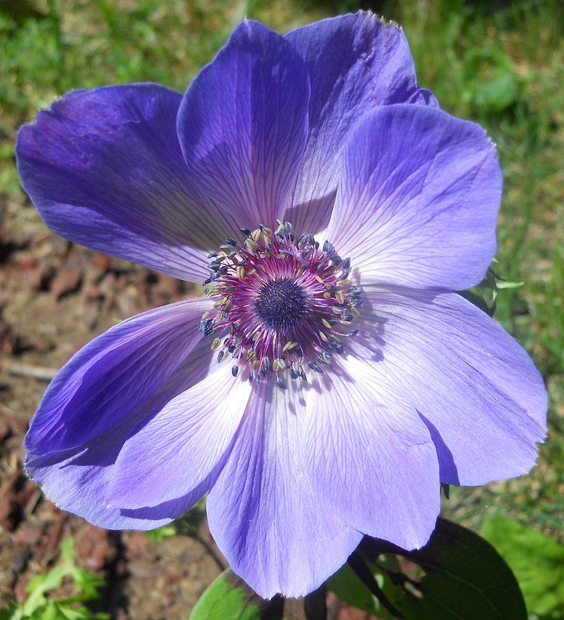 Blue Poppy Anemone Photograph by Coleen Harty