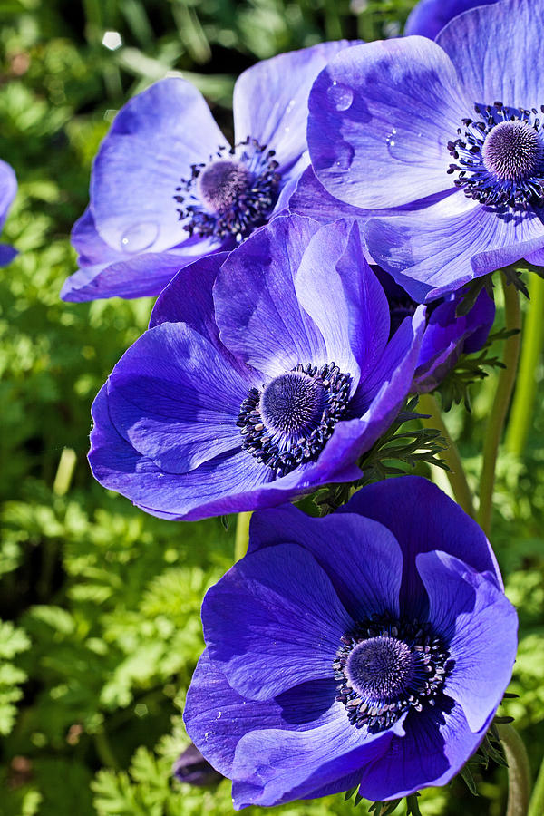 Poppy Photograph - Blue Poppy Anemone by Michael Porchik