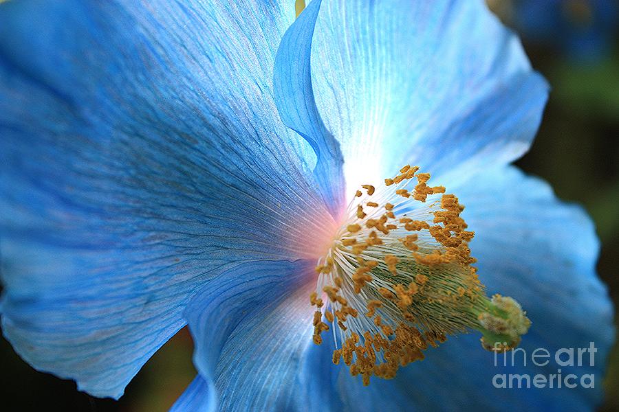 Nature Photograph - Blue Poppy by Carol Groenen