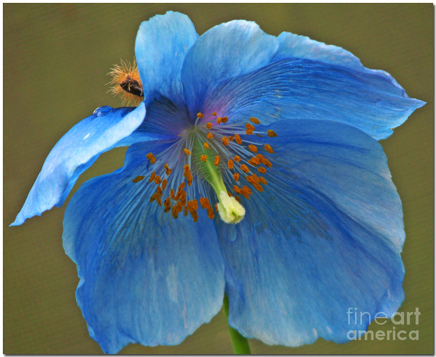 Blue Poppy Photograph by Chris Anderson