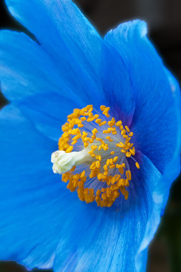 Nature Photograph - Blue Poppy by Michael Porchik
