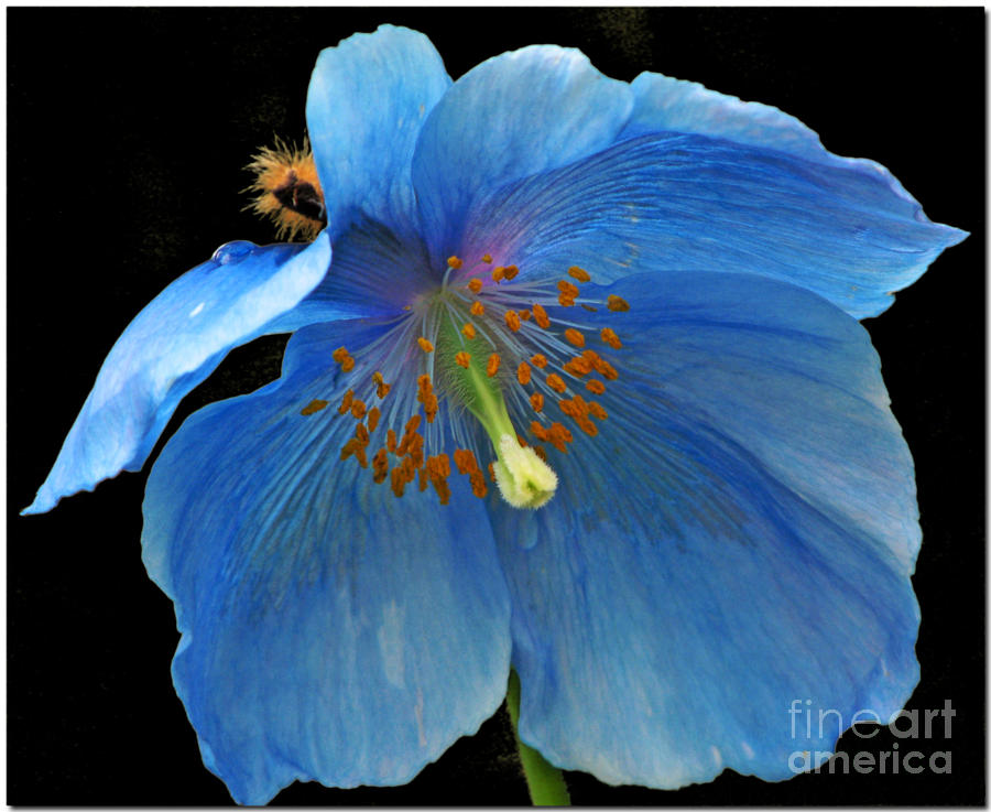 Blue Poppy on Black Photograph by Chris Anderson