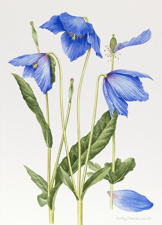 Blue Poppy Painting by Sally Crosthwaite