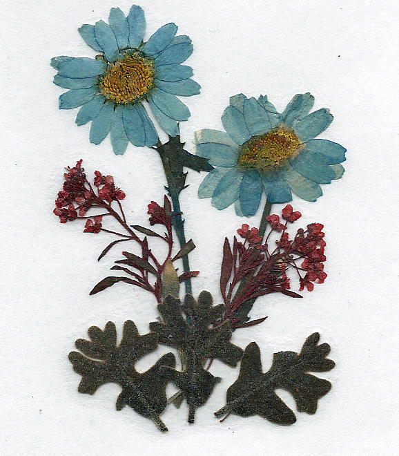 Blue Pressed Flowers Mixed Media by Christine Lathrop
