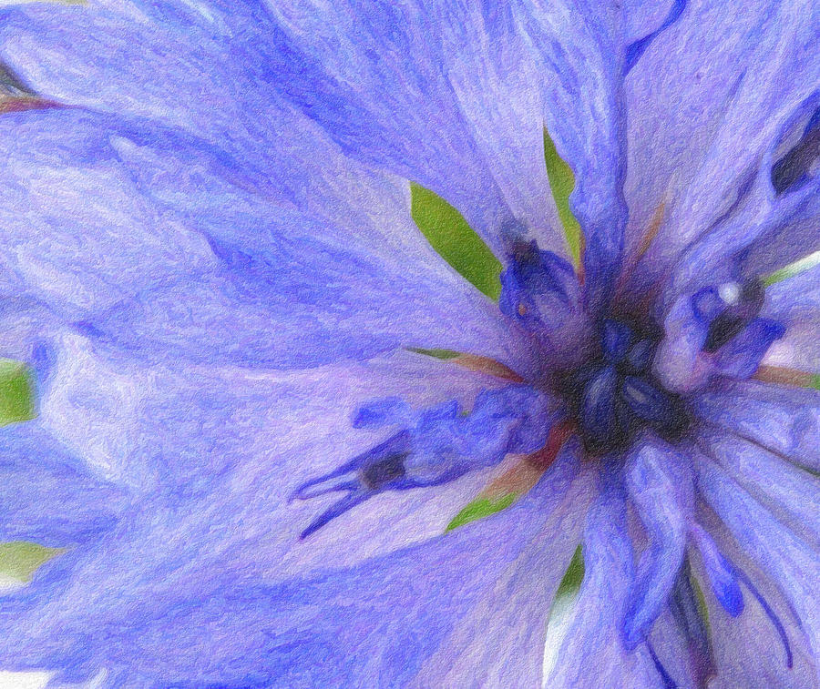 Blue Princess - Digital Painting Effect Photograph by Rhonda Barrett