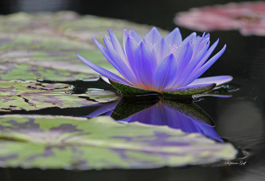 Nature Photograph - Blue Purple Dreams by Suzanne Gaff