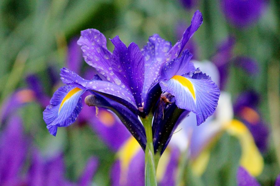 Iris Photograph - Blue Purple Iris by Cynthia Guinn