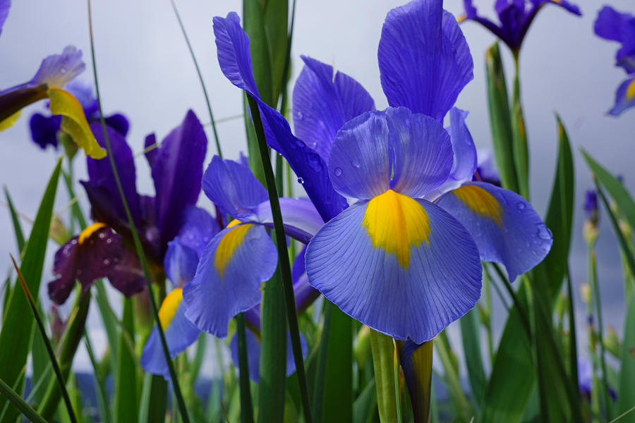 Flower Photograph - Blue Purple Iris Flowers Art Prints by Patti Baslee