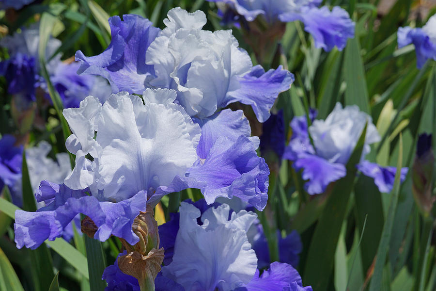 Blue Purple Irises Flowers Art Prints Photograph