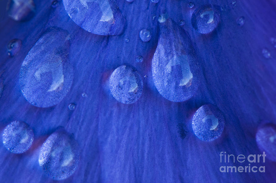 Up Movie Photograph - Blue Rain by Anne Gilbert