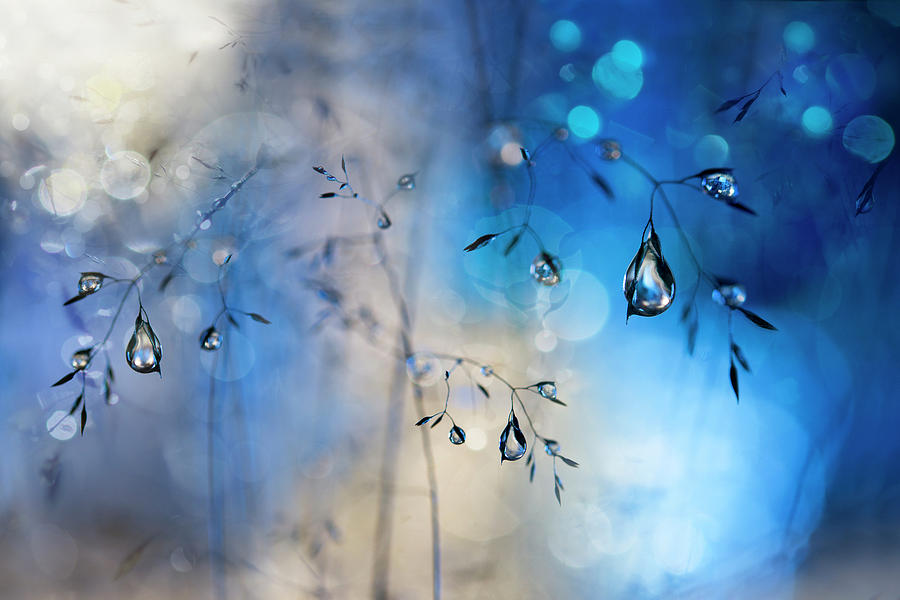 Blue Photograph - Blue Rain by Heidi Westum