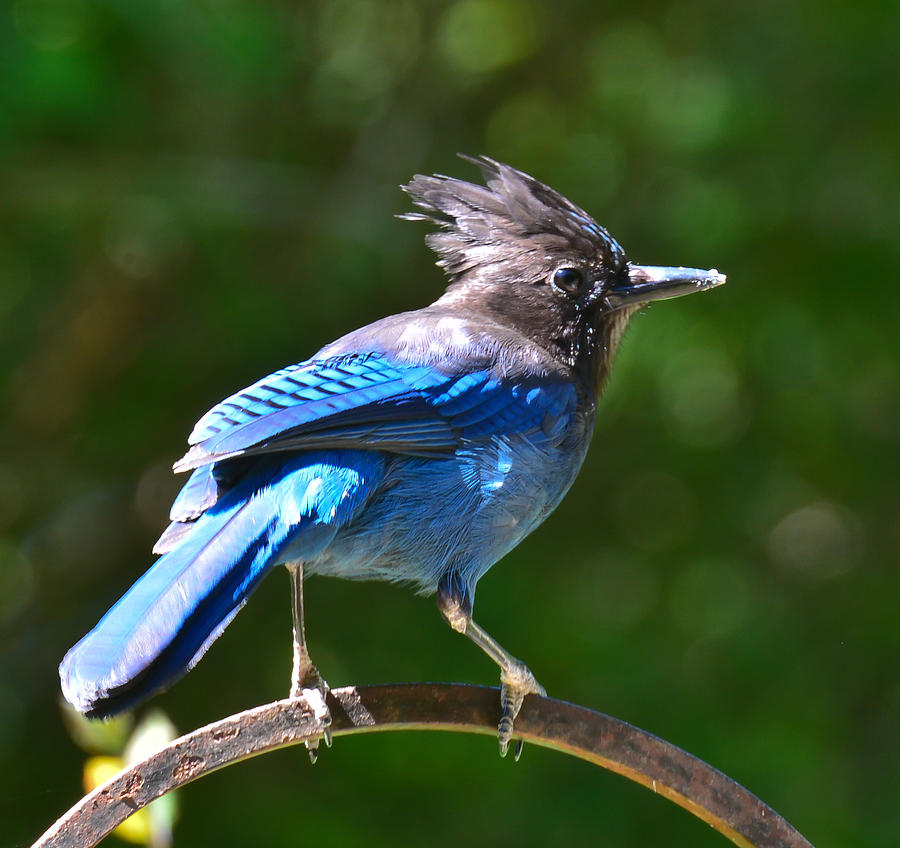 Nature Photograph - Blue Rascal by Ronda Broatch