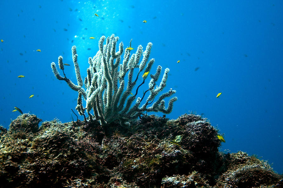 Blue Reef Photograph by David McErlean - Fine Art America