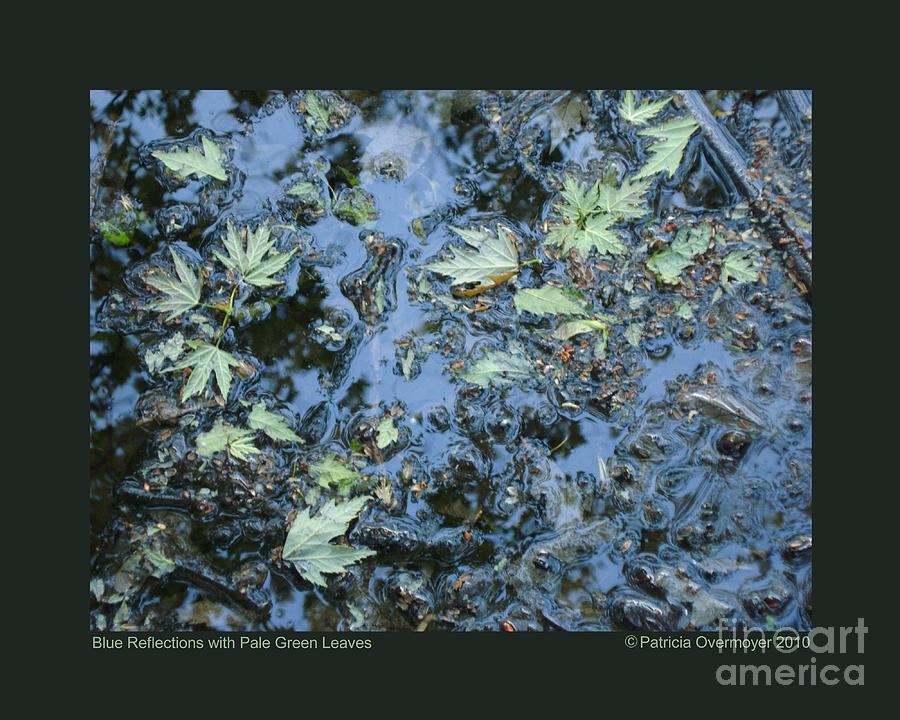 Blue Reflections with Pale Green Leaves Photograph by Patricia Overmoyer