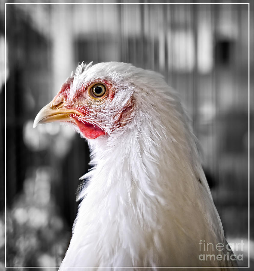 Blue Ribbon Chicken Photograph by Edward Fielding