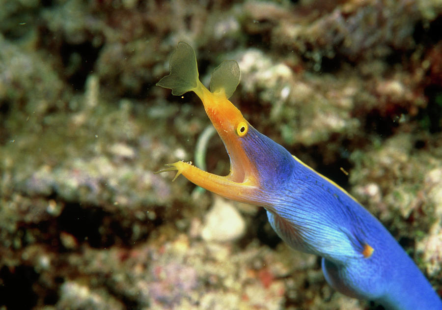 Blue Ribbon Eel Photograph by Matthew Oldfield/science Photo Library