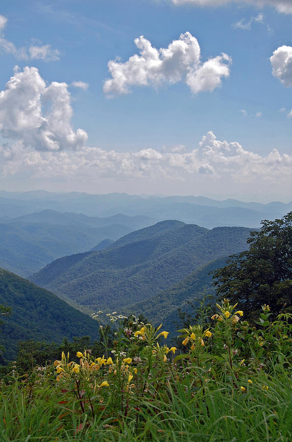 Blue Ridge Mountains Photograph - Blue Ridge Blossoms by Mary Anne Baker Blue Ridge Mountains Photograph - Blue Ridge Blossoms by Mary Anne Baker