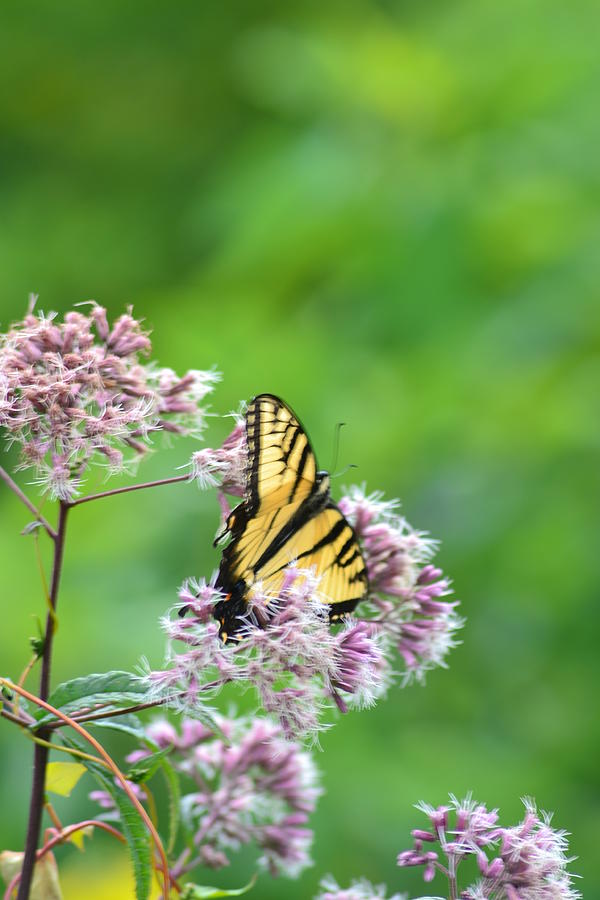 Blue Ridge Butterfly Photograph by Paula Card - Fine Art America