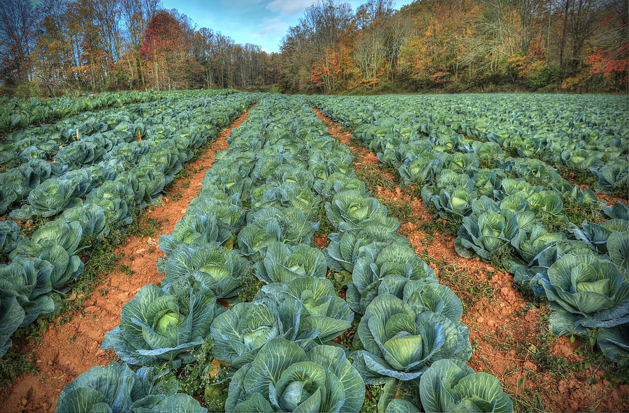 Blue Ridge Cabbage Patch Photograph by Jaki Miller