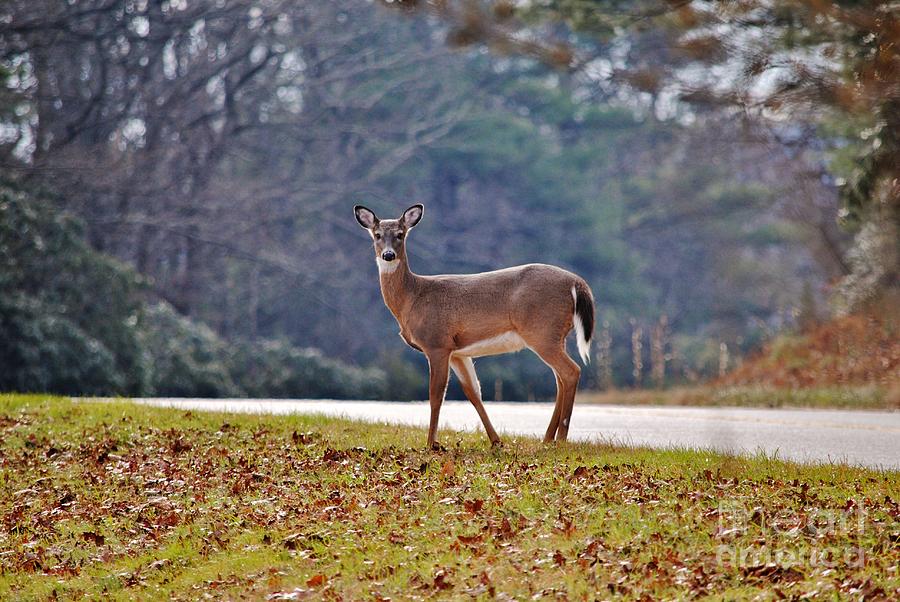 Blue Ridge Deer Photograph by Kelly Nowak