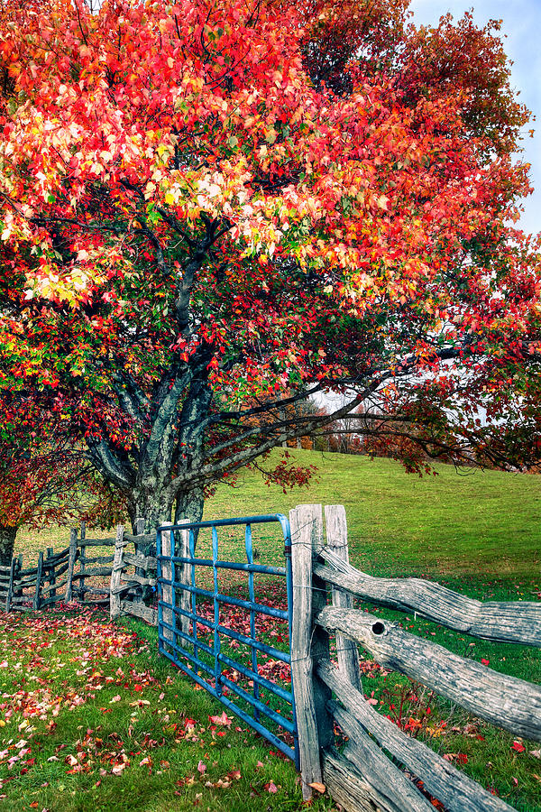 Blue Ridge - Fall Colors - Autumn Maple Tree Fence Gate I Photograph by ...