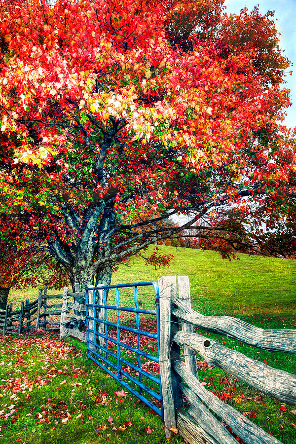 Blue Ridge - Fall Colors - Autumn Maple Tree Fence Gate II Painting by Dan Carmichael