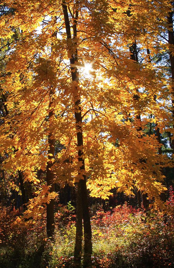 Blue Ridge Fall Foliage Photograph